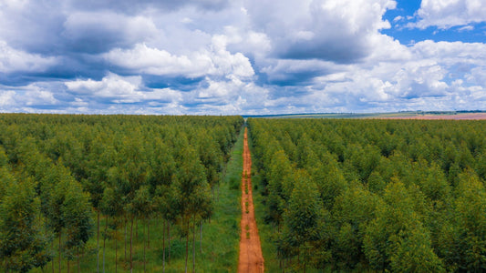 Apple Announces Expansion of Restore Fund for Carbon Removal - Maxandfix