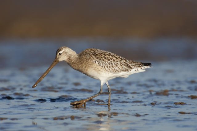 Tracking Migratory Birds is a Good Book to Read - Maxandfix